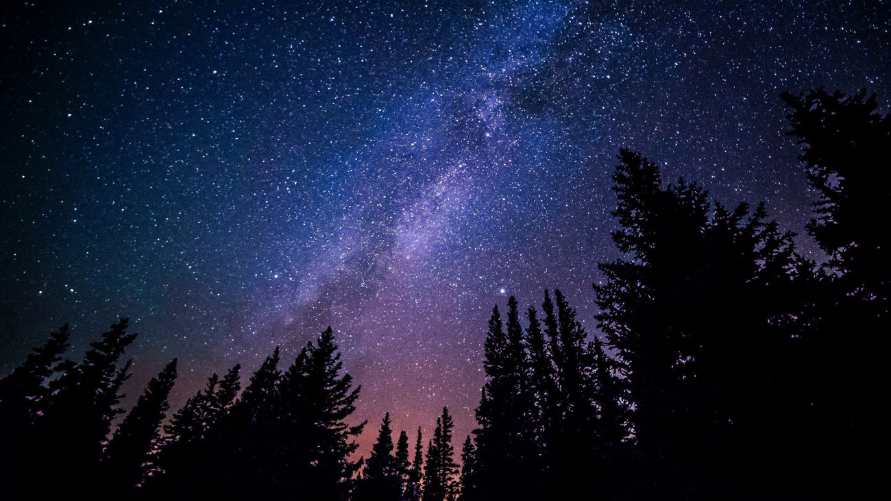 View of stars in forest