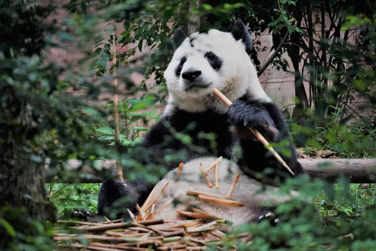 Panda chewing bamboo